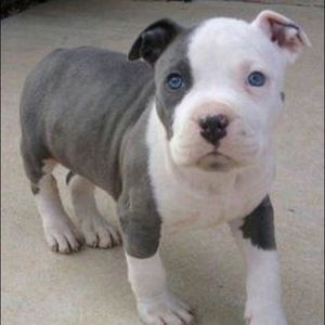 Meet your Posher, Evelyn